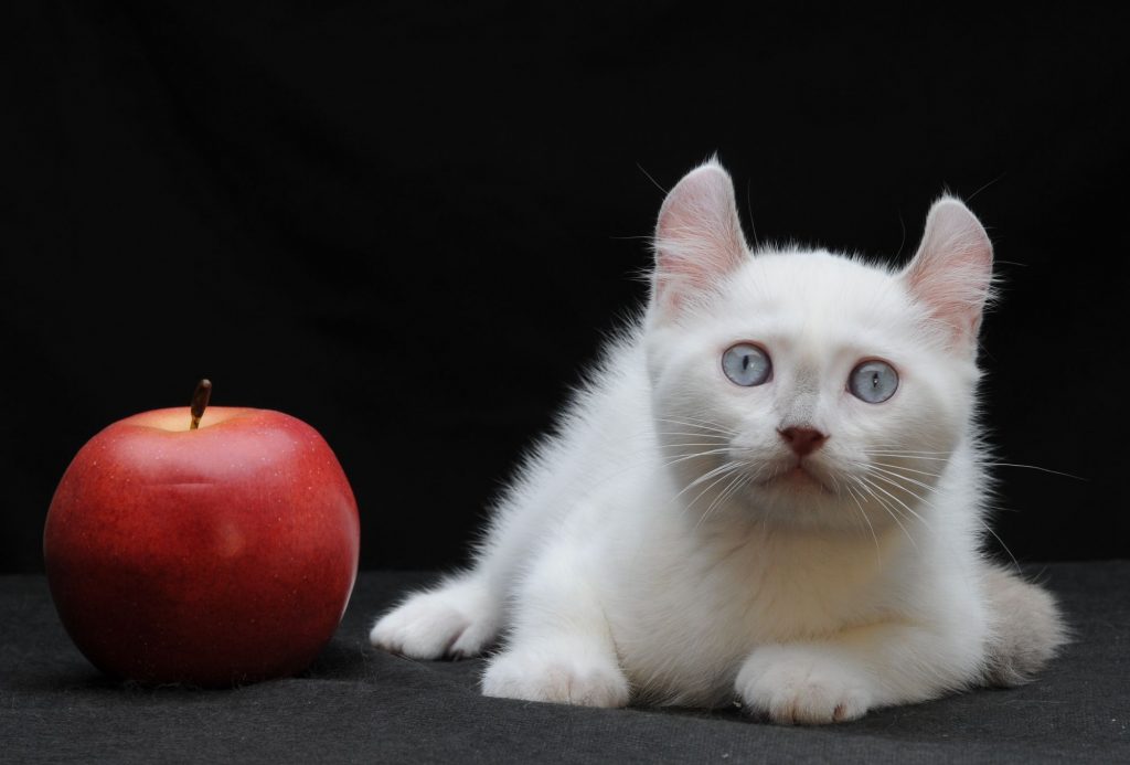 Карликовые кошки: описание, фото, уход, характер, цена