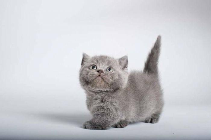 Манчкин - кот с короткими ножками
