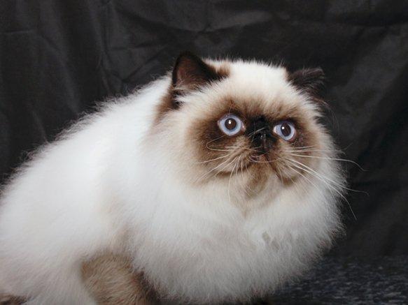 Гималайская кошка: описание, фото, уход, характер, цена