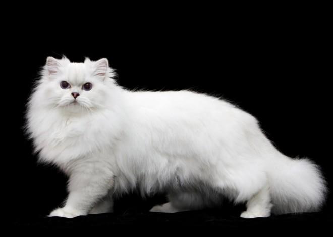 Британская длинношерстная кошка: описание, фото, уход, характер, цена