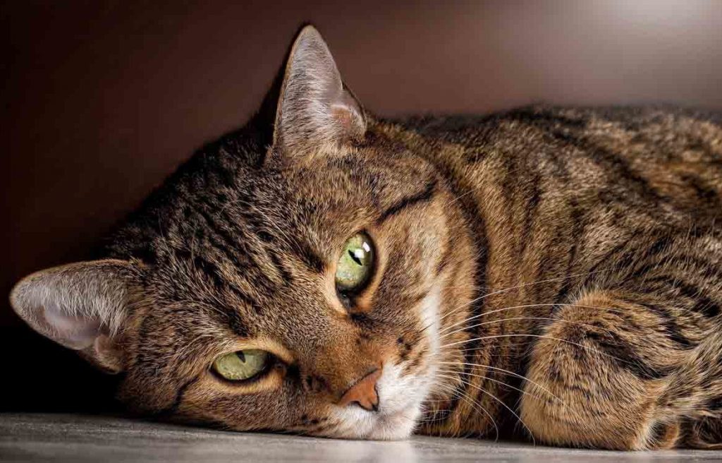 Европейская короткошерстная кошка: описание, фото, уход, характер, цена
