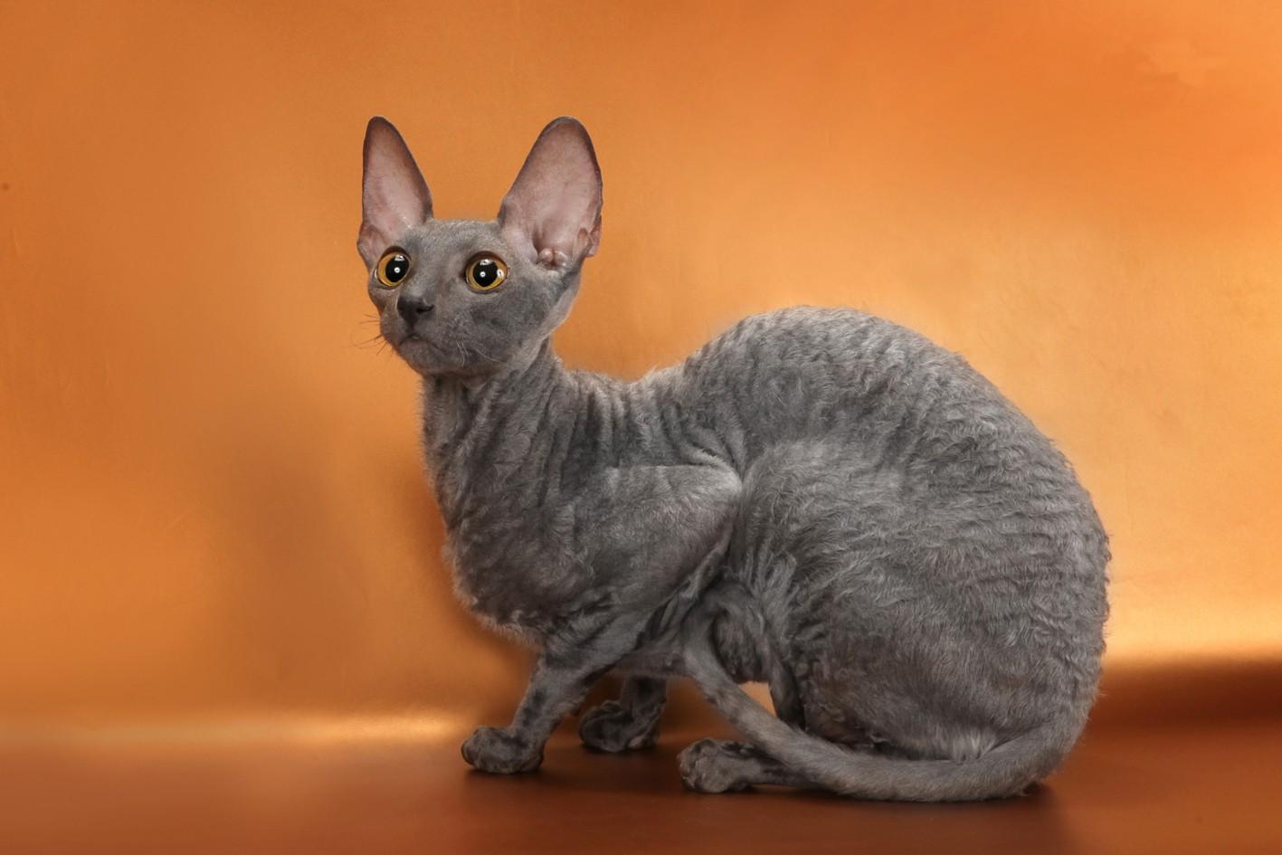 Отзывы о породе корниш рекс