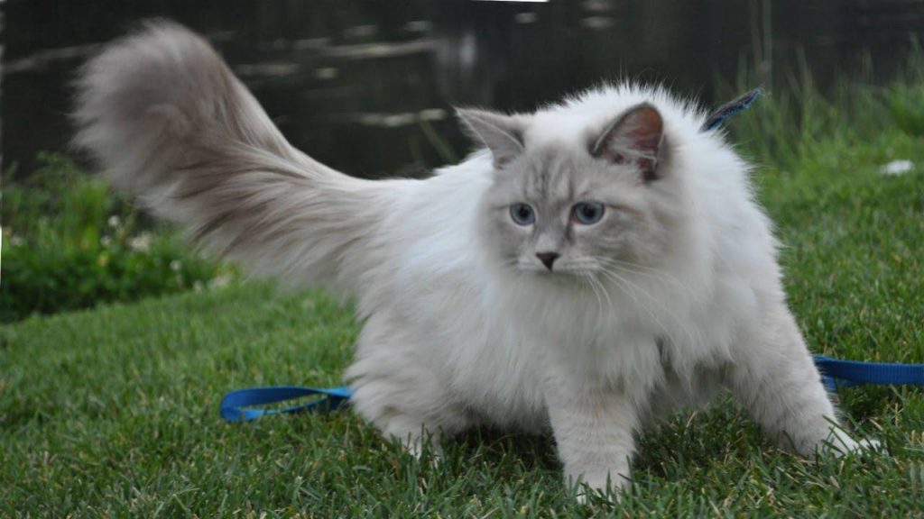 Невская маскарадная кошка: описание, фото, уход, характер, цена
