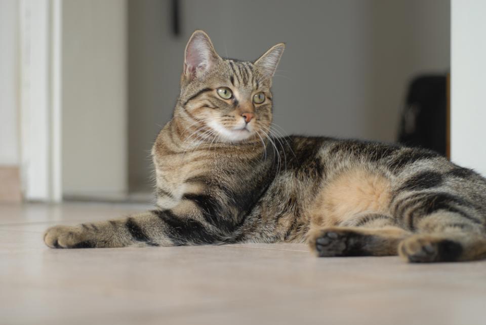 Европейская короткошерстная кошка: описание, фото, уход, характер, цена
