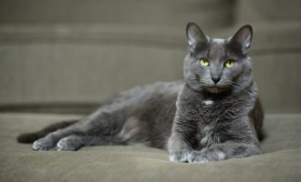 koshka porody korat foto