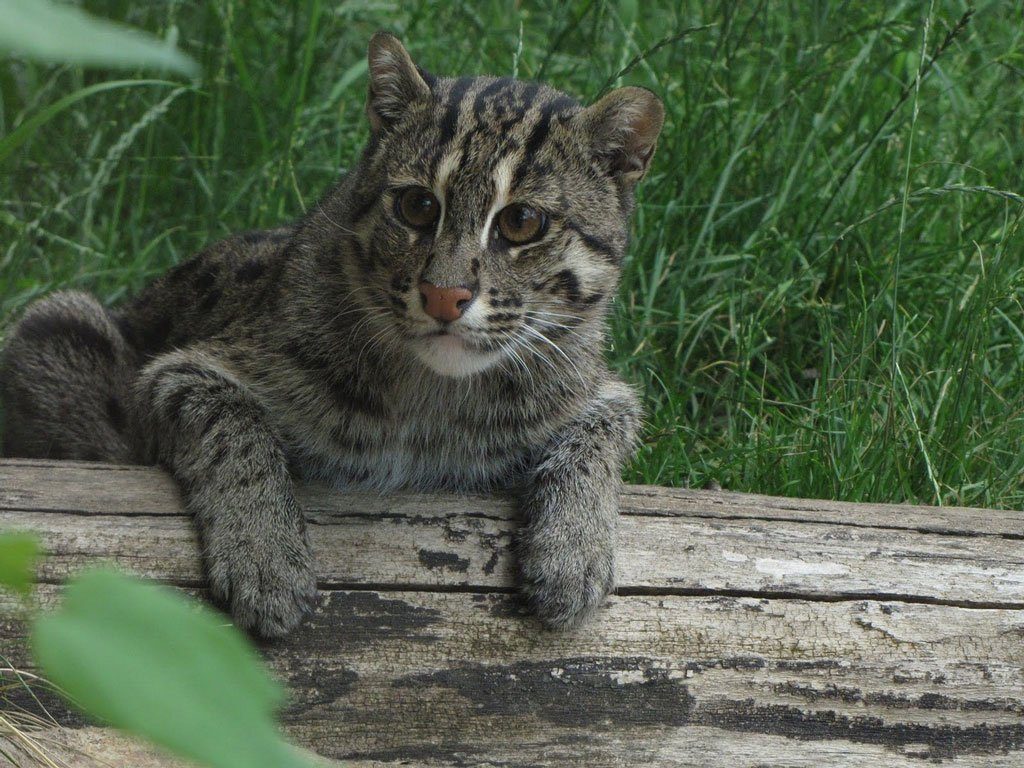 Кот-рыболов - Виверровый кот: описание, фото, уход, характер, цена