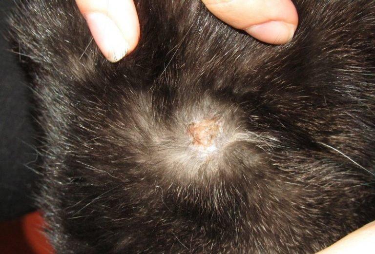 Аллергия у кошек: симптомы и способы лечения