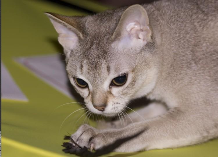 Сингапурская кошка: описание, фото, уход, характер, цена