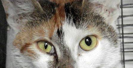 Болезни глаз у кошек -разновидности,симптомы, лечение