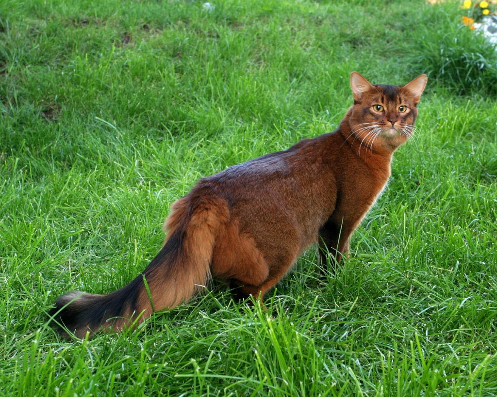 Сомалийская кошка: описание, фото, уход, характер, цена