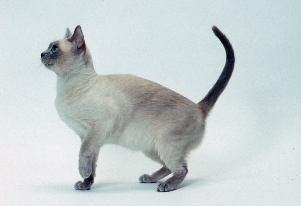 Тонкинская кошка: описание, фото, уход, характер, цена