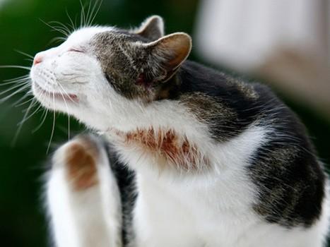 Аллергия у кошек: симптомы и способы лечения