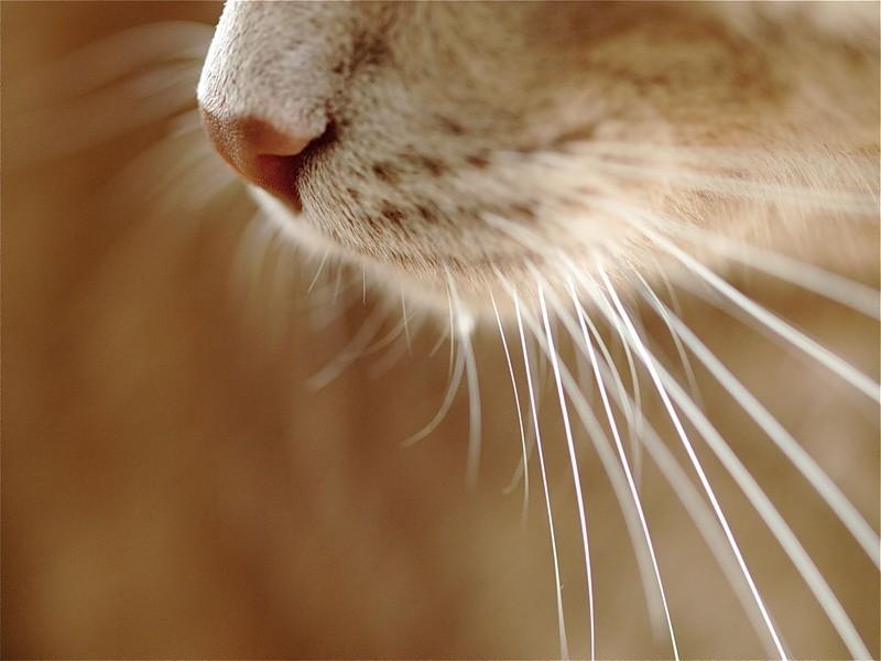 Зачем кошке усы?