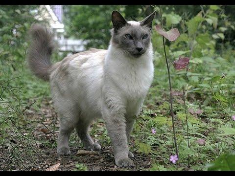 Яванская кошка