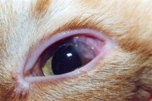 Болезни глаз у кошек -разновидности,симптомы, лечение