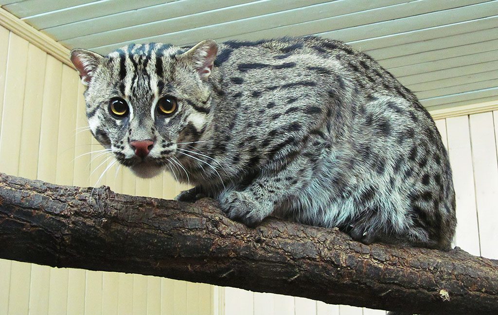 Кот-рыболов - Виверровый кот: описание, фото, уход, характер, цена