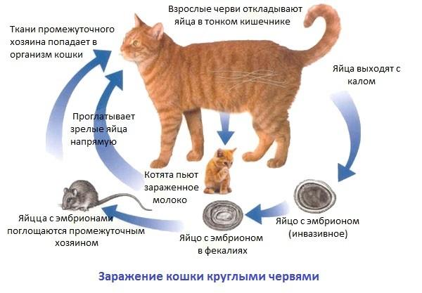Глисты у кошек: виды, симптомы,профилактика и лечение