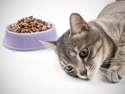 Гастрит у кошек: профилактика,причины,симптомы и лечение