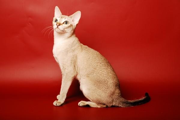 Сингапурская кошка: описание, фото, уход, характер, цена