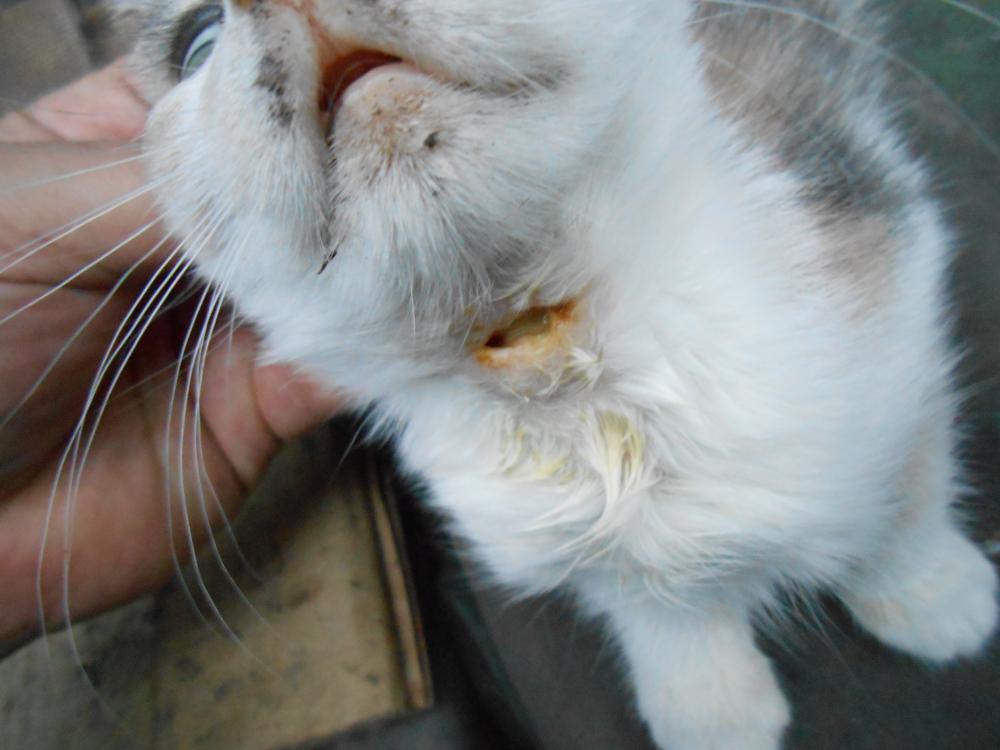 Глисты у кошек: виды, симптомы,профилактика и лечение