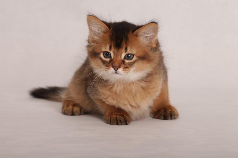 Сомалийская кошка: описание, фото, уход, характер, цена