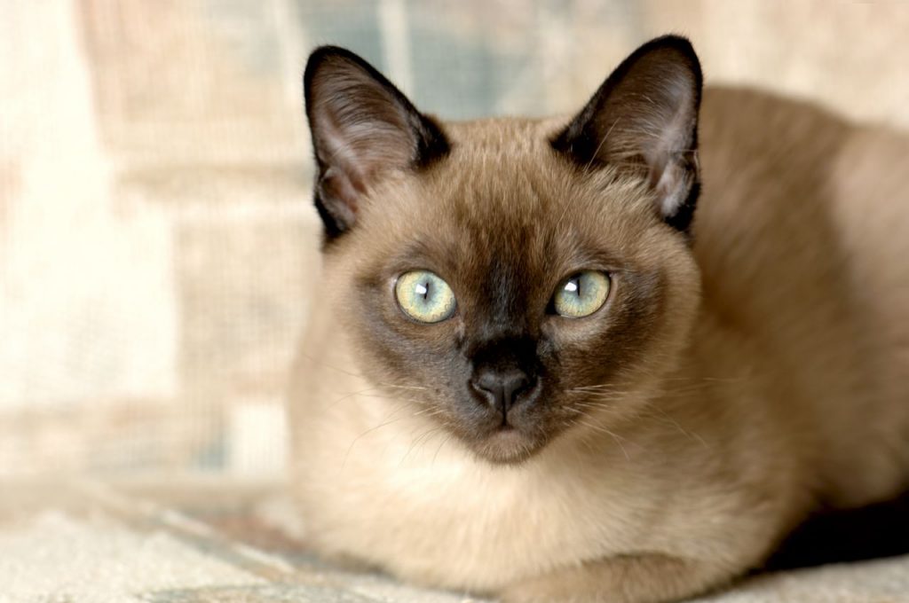 Тонкинская кошка: описание, фото, уход, характер, цена