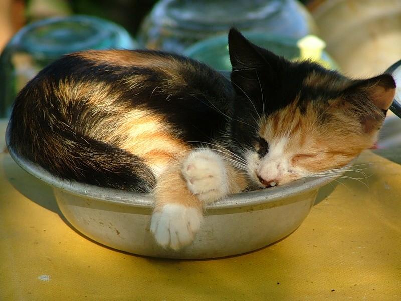 Как научить котенка кушать самостоятельно