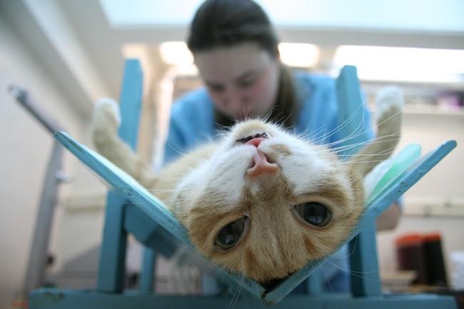 Стерилизация кошек - зачем делать стерилизацию кошки и в каком возрасте