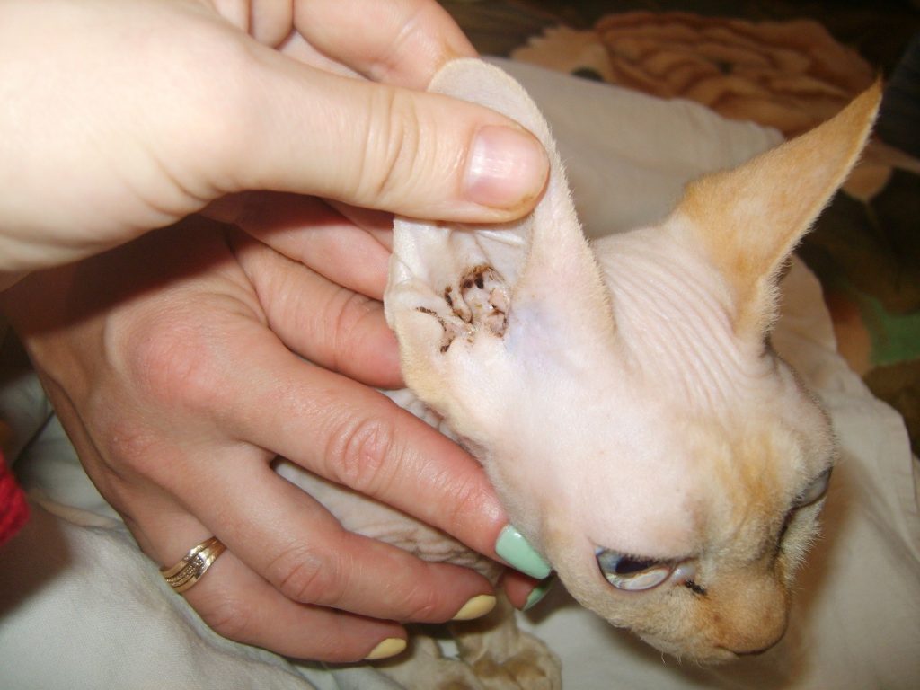 Ушной клещ у кошек - симптомы ушного клеща у кошек