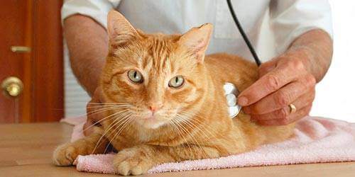Мастит у кошки - Разновидности заболевания и его последствия