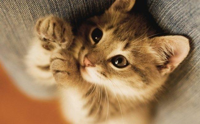 Понос у котенка - можно попытаться устранить проблему самостоятельно