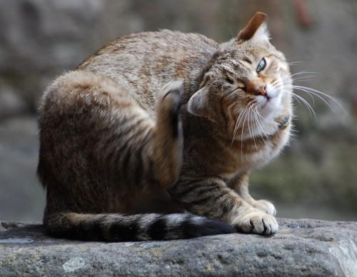 Отит у кошек – по какой причине развивается отит у кошек