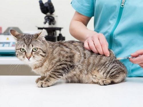 Мастит у кошки - Разновидности заболевания и его последствия