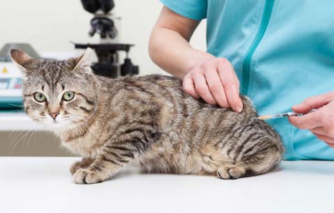 Какие прививки делают котятам - какие прививки нужно делать