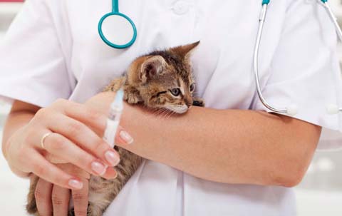 Какие прививки делают котятам - какие прививки нужно делать