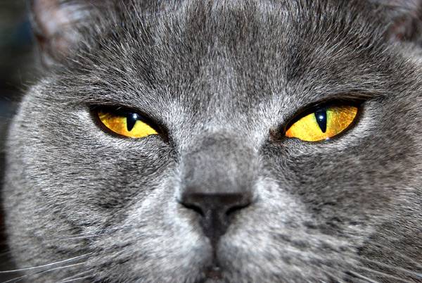 Как видят кошки -могут ли кошки видеть в темноте?