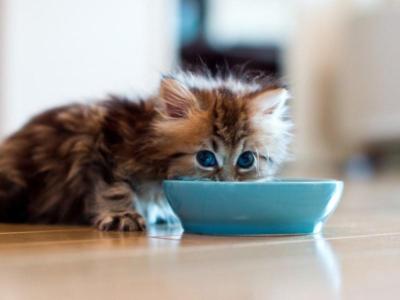 Чем кормить месячного котенка