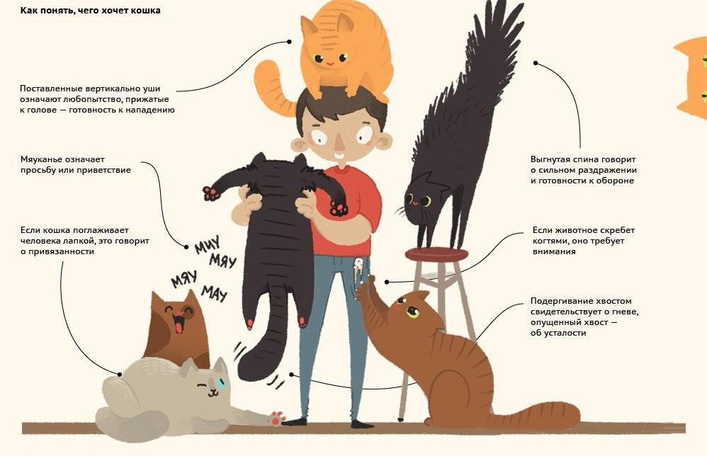 Интересные факты о кошках,о которых вы не знали!