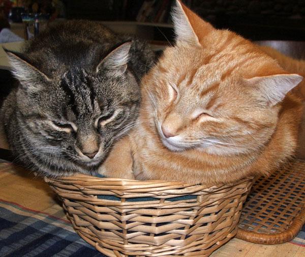 Две кошки в доме. Как подружить кошек