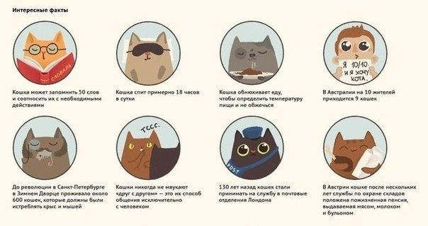 Интересные факты о кошках,о которых вы не знали!