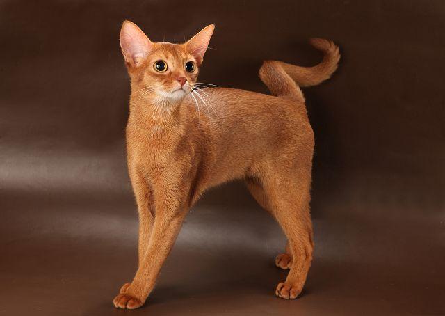 Характер абиссинской кошки