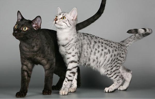 Гипоаллергенные породы кошек с фотографиями - для людей с аллергией