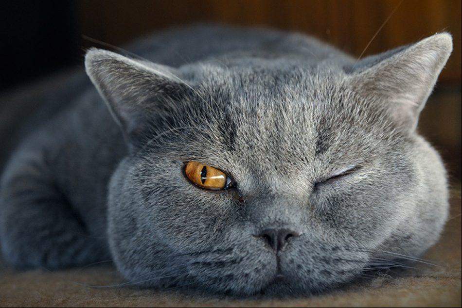 Гипоаллергенные породы кошек с фотографиями -  для людей с аллергией
