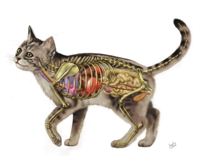 Анатомия кошек - внутренние органы кошек