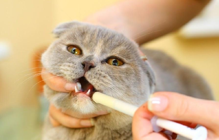 Чумка у кошек: Симптомы и варианты лечения