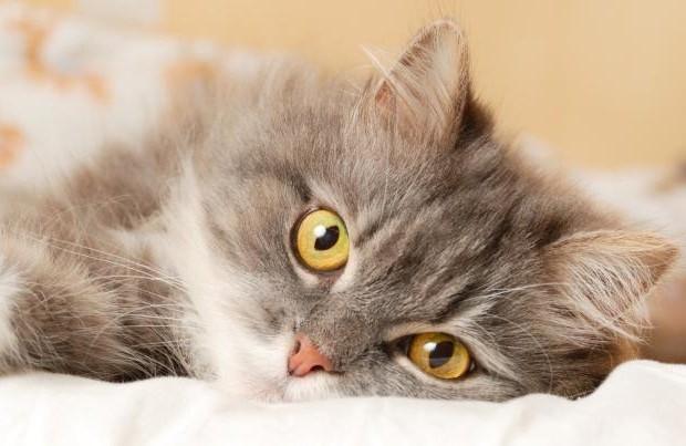 Чумка у кошек: Симптомы и варианты лечения