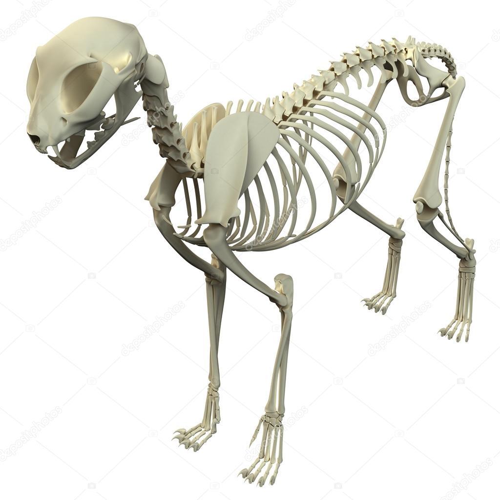 depositphotos 71347011 stock photo cat skeleton anatomy anatomy of