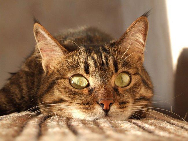 Как видят кошки -могут ли кошки видеть в темноте?