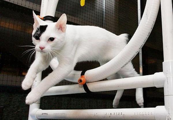 Как дрессировать кошек в домашних условиях
