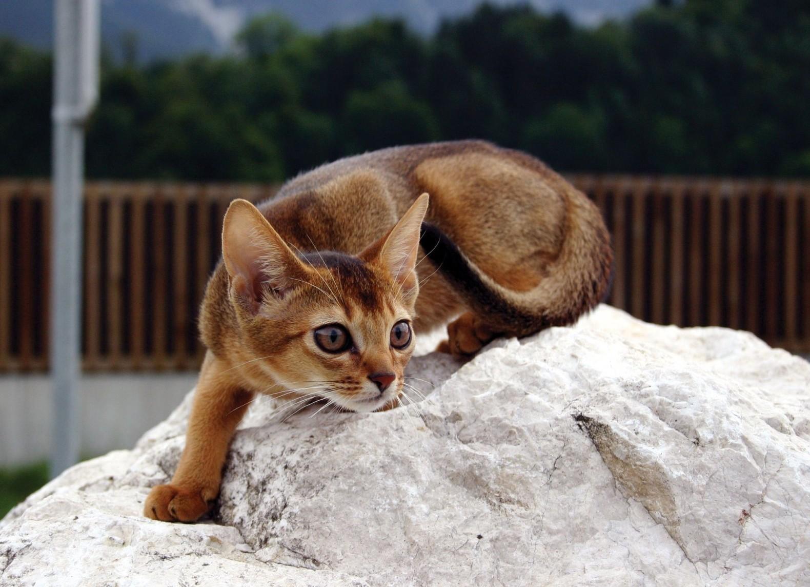 Характер абиссинской кошки